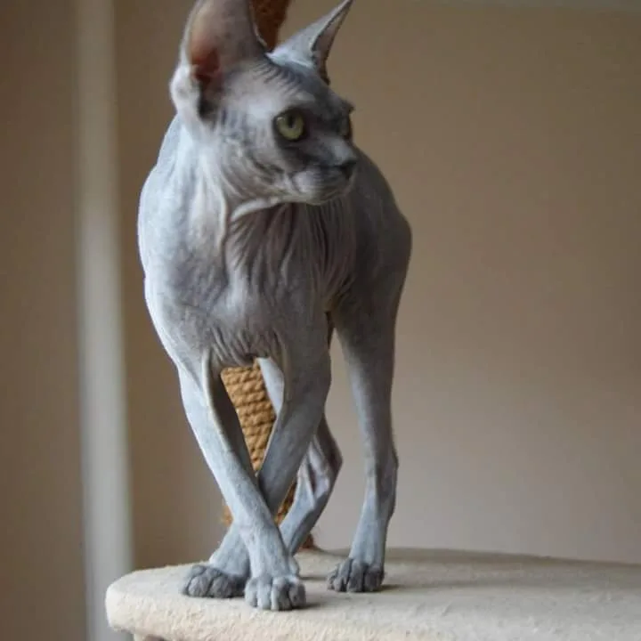 Canadian Sphynx Cattery MARCO CZ - Liberecký kraj pet otel görseli 6