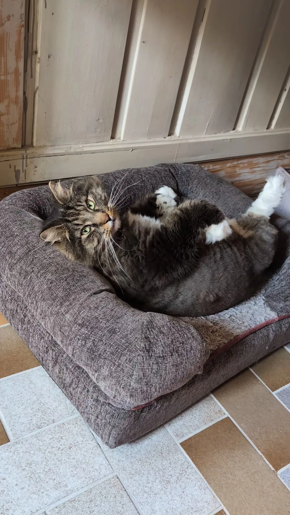 Katzenpension Pufe - Liberecký kraj pet otel