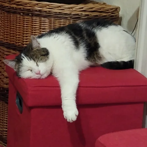 Katzenpension Pufe - Liberecký kraj pet otel görseli 4