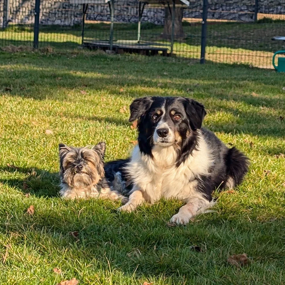 Hundeschule & -pension Kuhlmann - Lichtentanne pet otel görseli 3