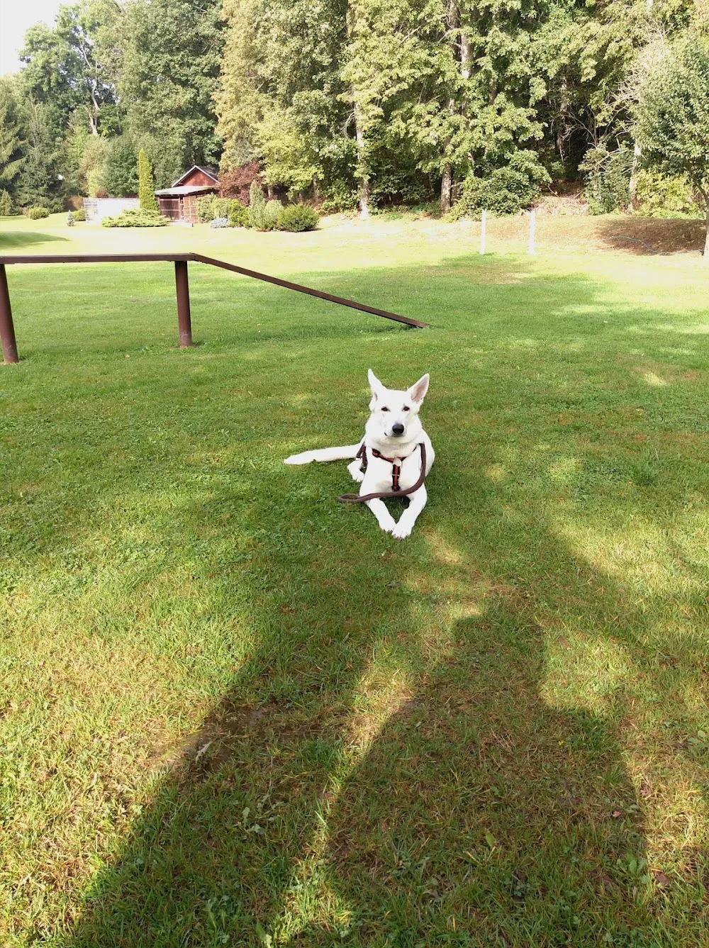 Hundeschule und Pension Wiedener - Lichtentanne pet otel görseli 3