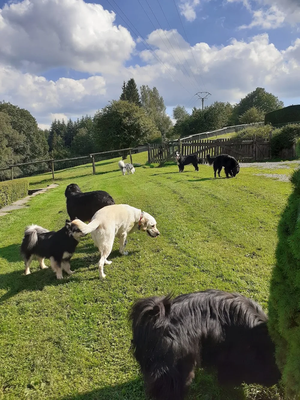 Bay Nature - Le Jardin des Poilus - Liège pet otel görseli 6