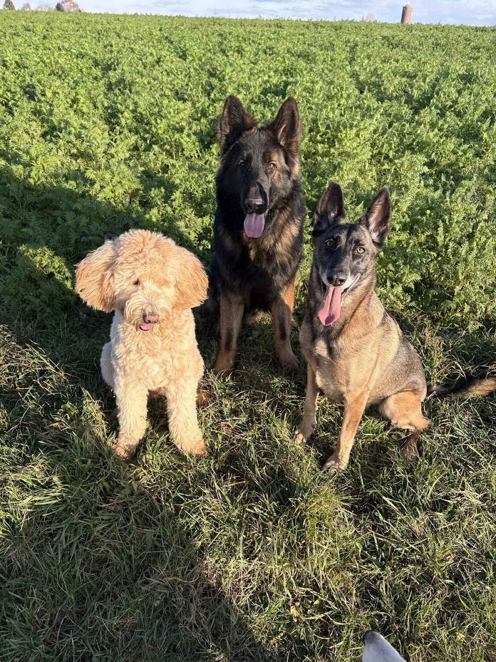 Canis Home - Liège pet otel görseli 6