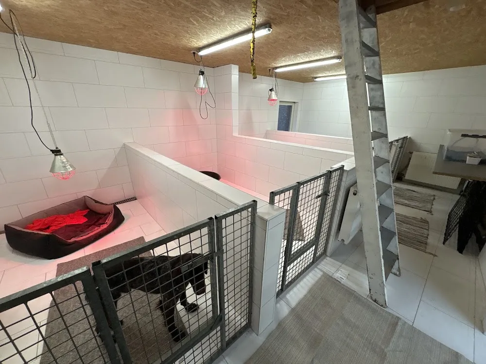 Canis Home - Liège pet otel görseli 7