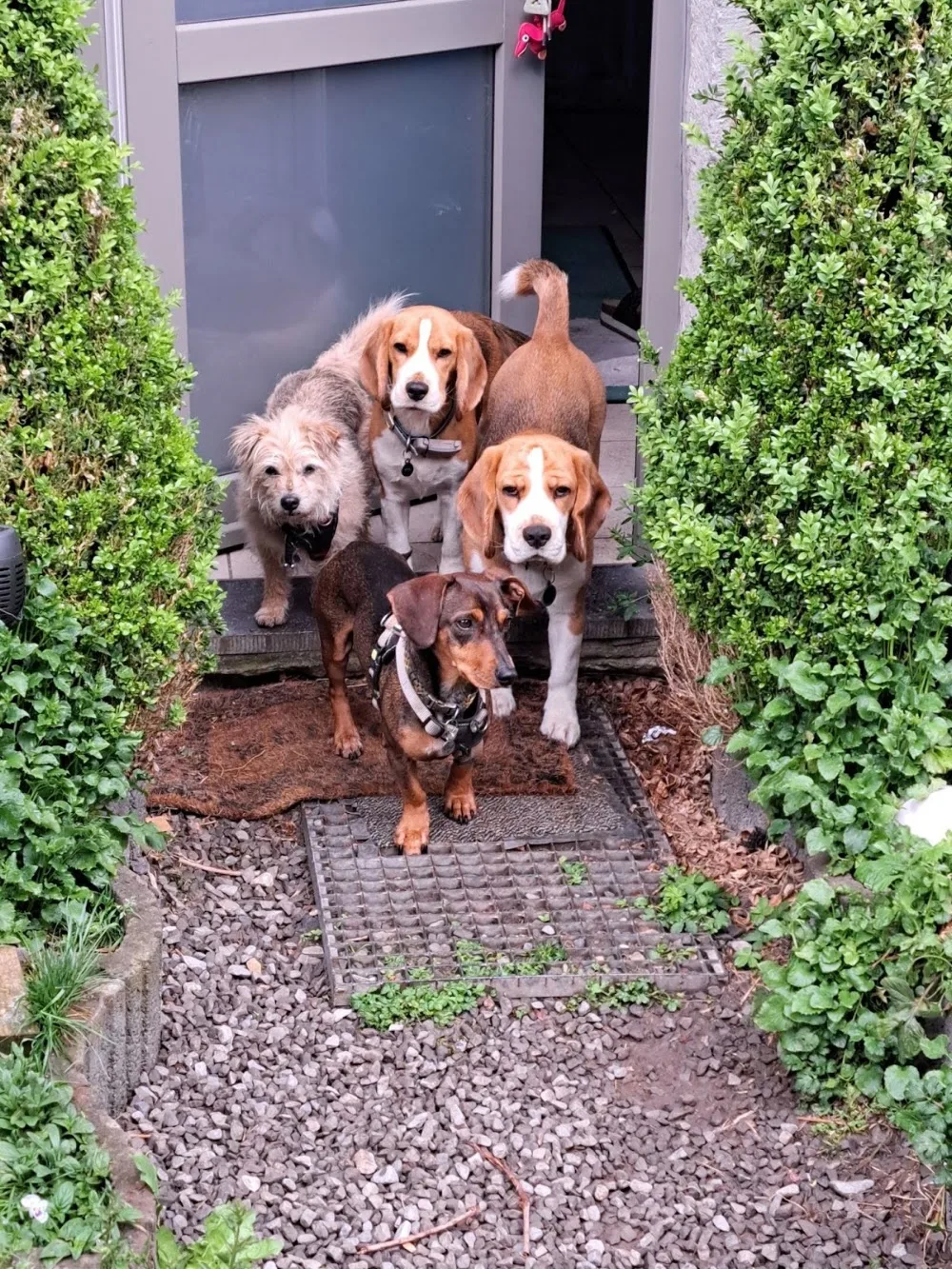 Kali, Eliot & cie pension canine esneux|pet sitter|pension chiens esneux|balades de chiens| - Liège pet otel