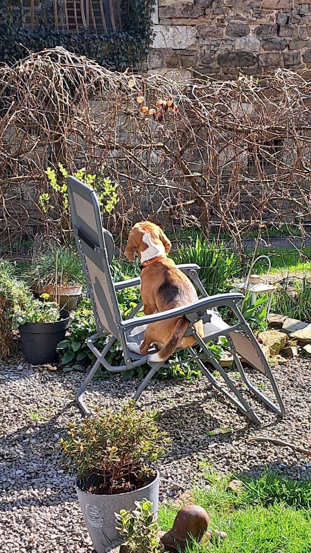 Kali, Eliot & cie pension canine esneux|pet sitter|pension chiens esneux|balades de chiens| - Liège pet otel görseli 7