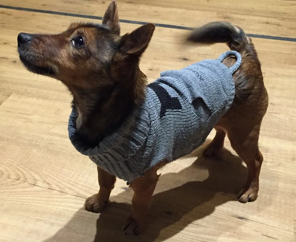 Pension canine liège - Liège pet otel görseli 2
