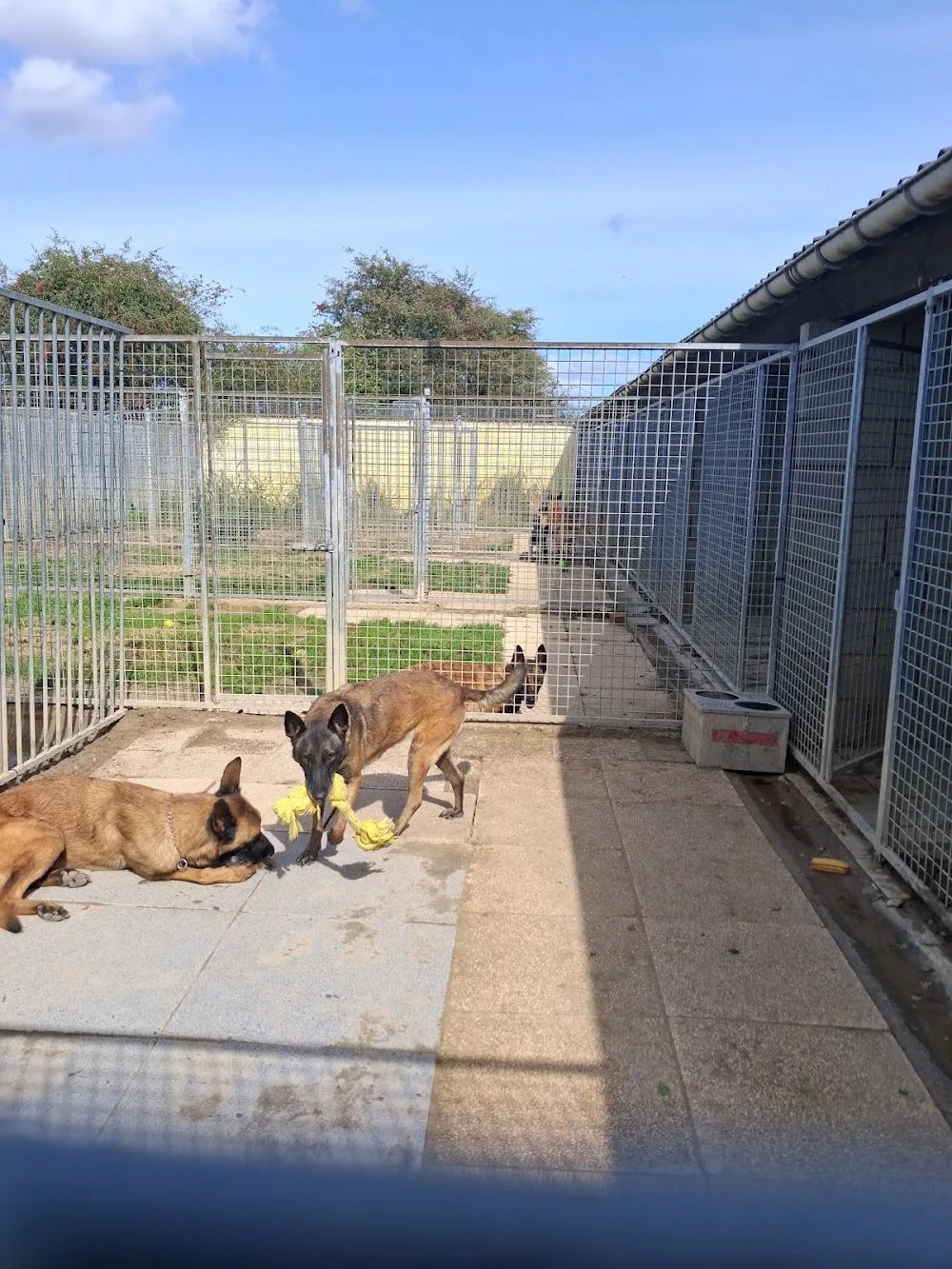 Pension Canine Victoiria 5 étoiles - Liège pet otel görseli 3