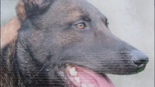 Pension Canine Victoiria 5 étoiles - Liège pet otel görseli 10