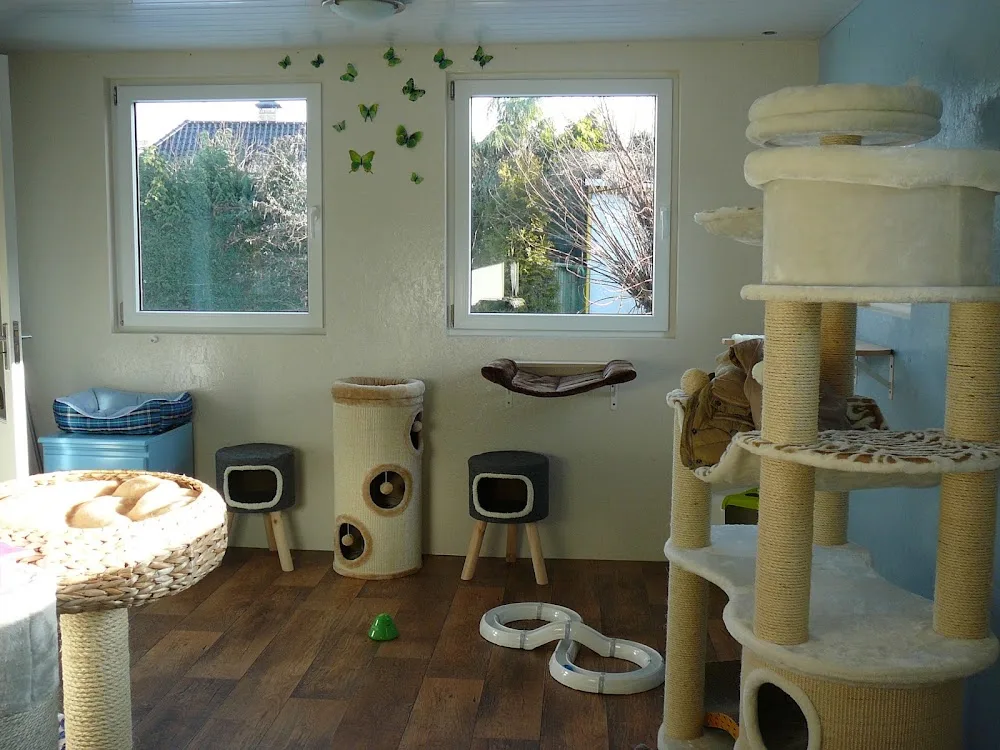 Beautiful cats - Liempde pet otel