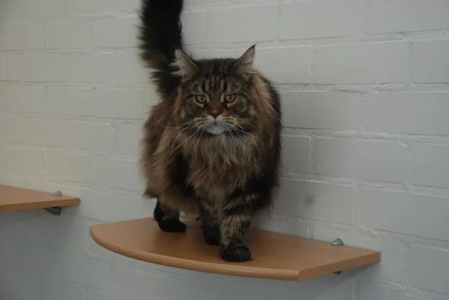 Bobbenagel Kattenhotel - Liempde pet otel görseli 3