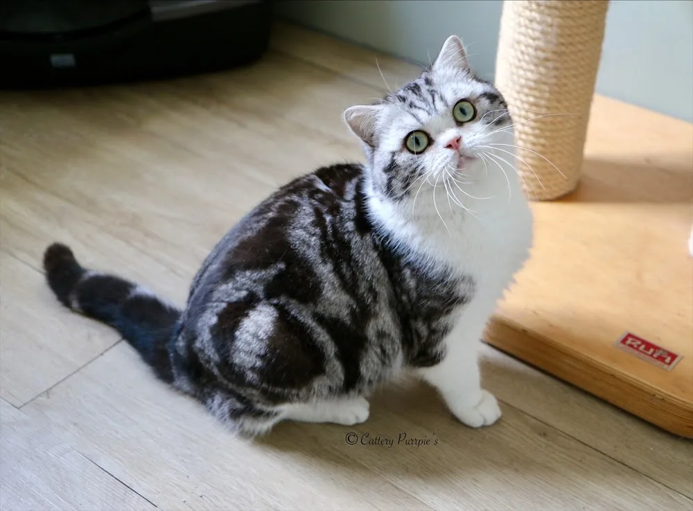 Cattery Purrpie's - Liempde pet otel