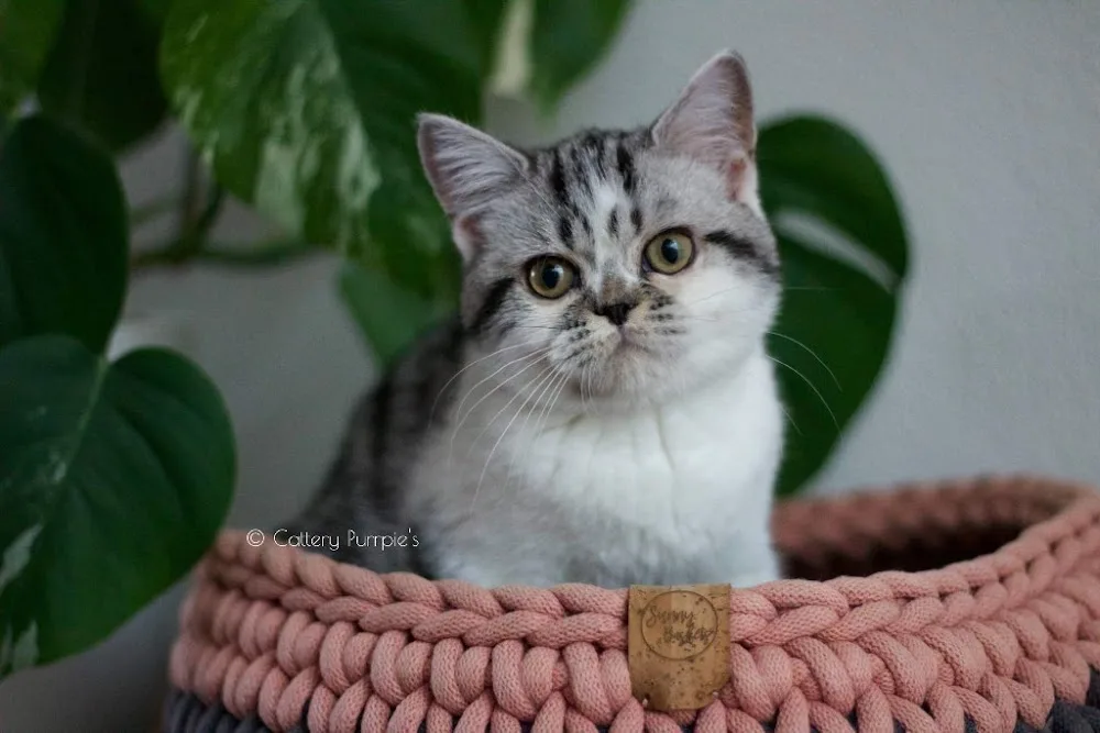 Cattery Purrpie's - Liempde pet otel görseli 3