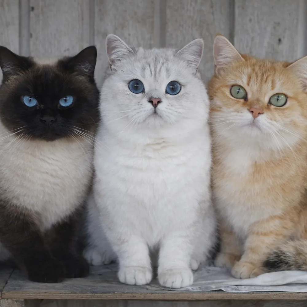 Cattery Purrpie's - Liempde pet otel görseli 5