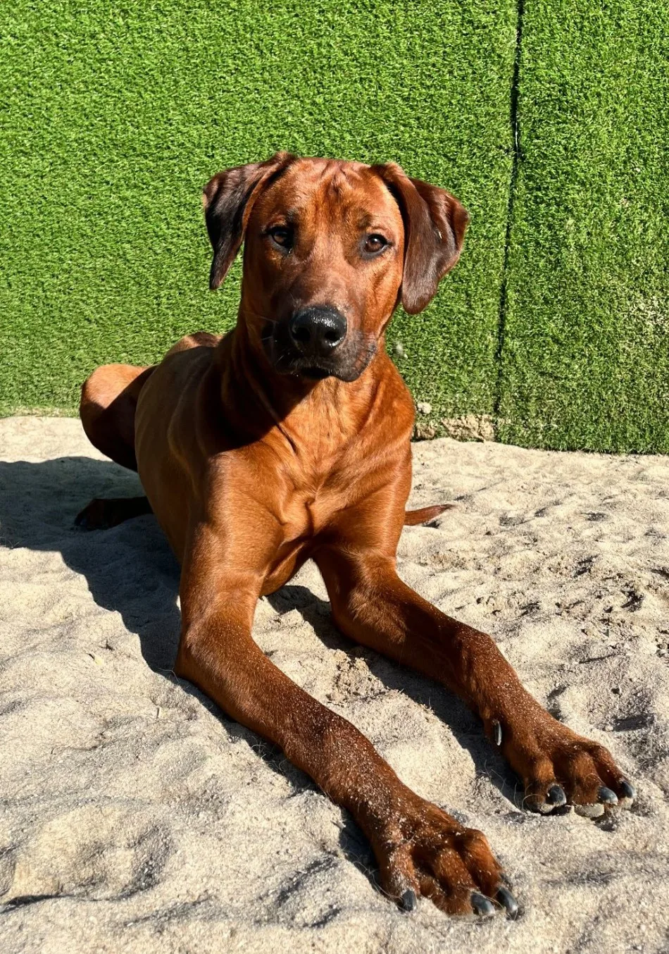 Dierenhotel De Warme Mand Veghel - Liempde pet otel görseli 3