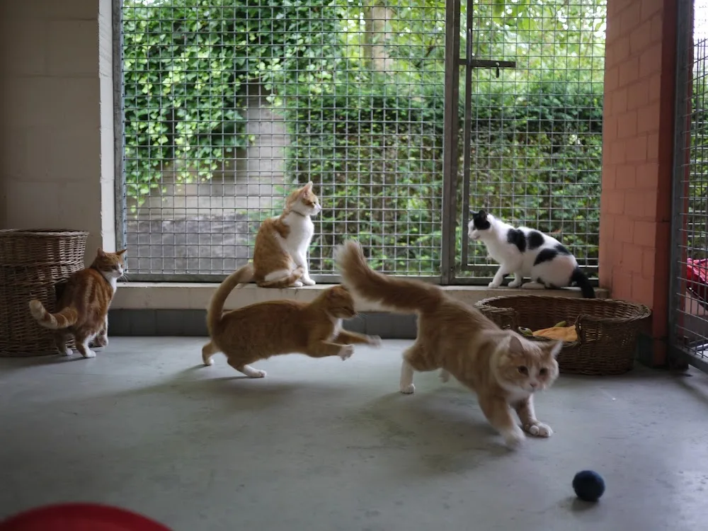Dierenpension De Doolhof - Liempde pet otel