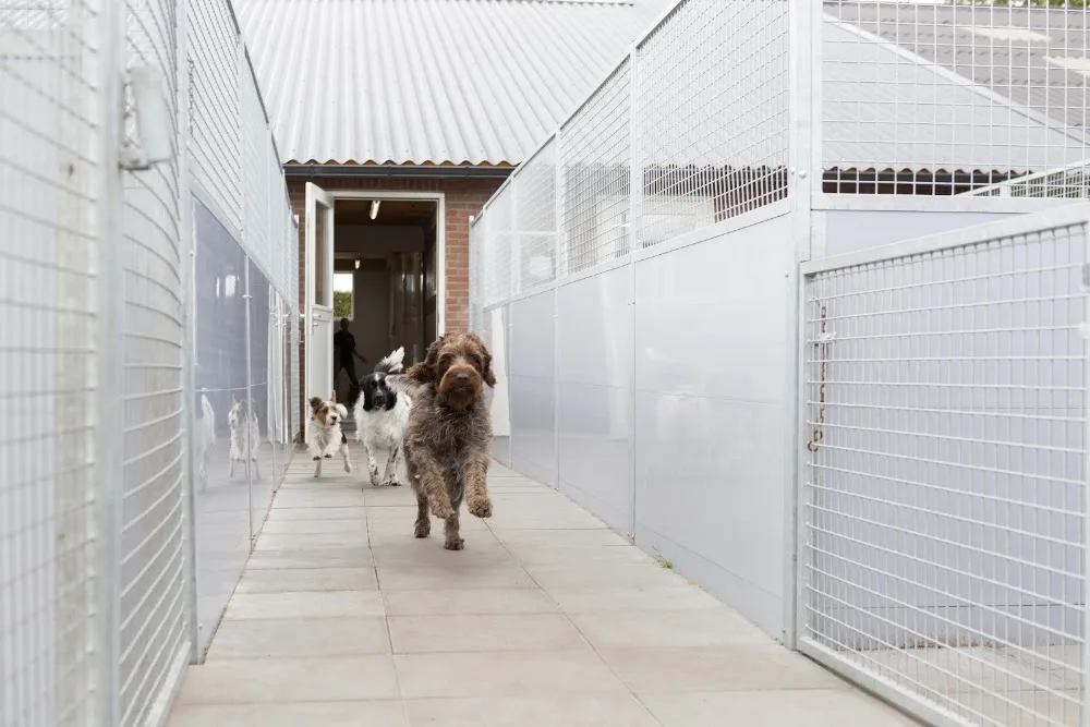 Honden & Kattenpension/trimsalon Achteraf - Liempde pet otel görseli 3