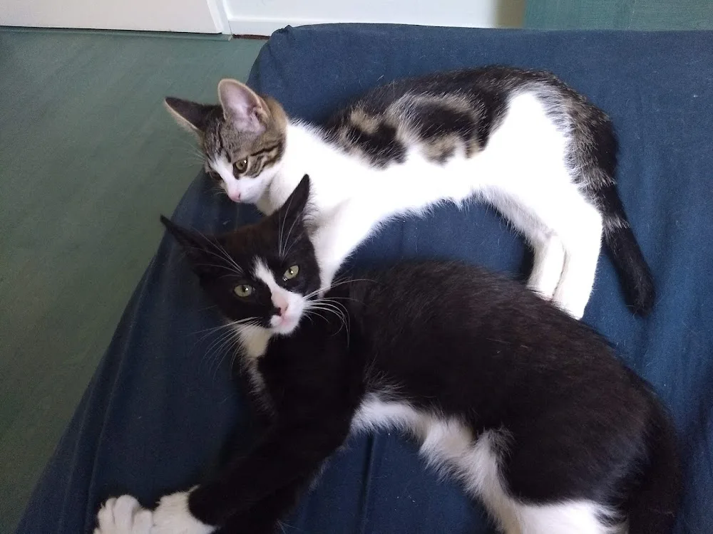 Kattenpension De KattenBurg - Liempde pet otel görseli 3
