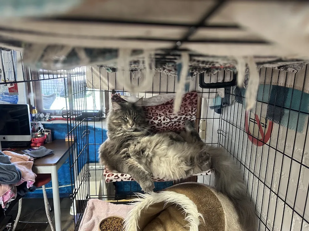 't Oirschots Kattenpension - Liempde pet otel