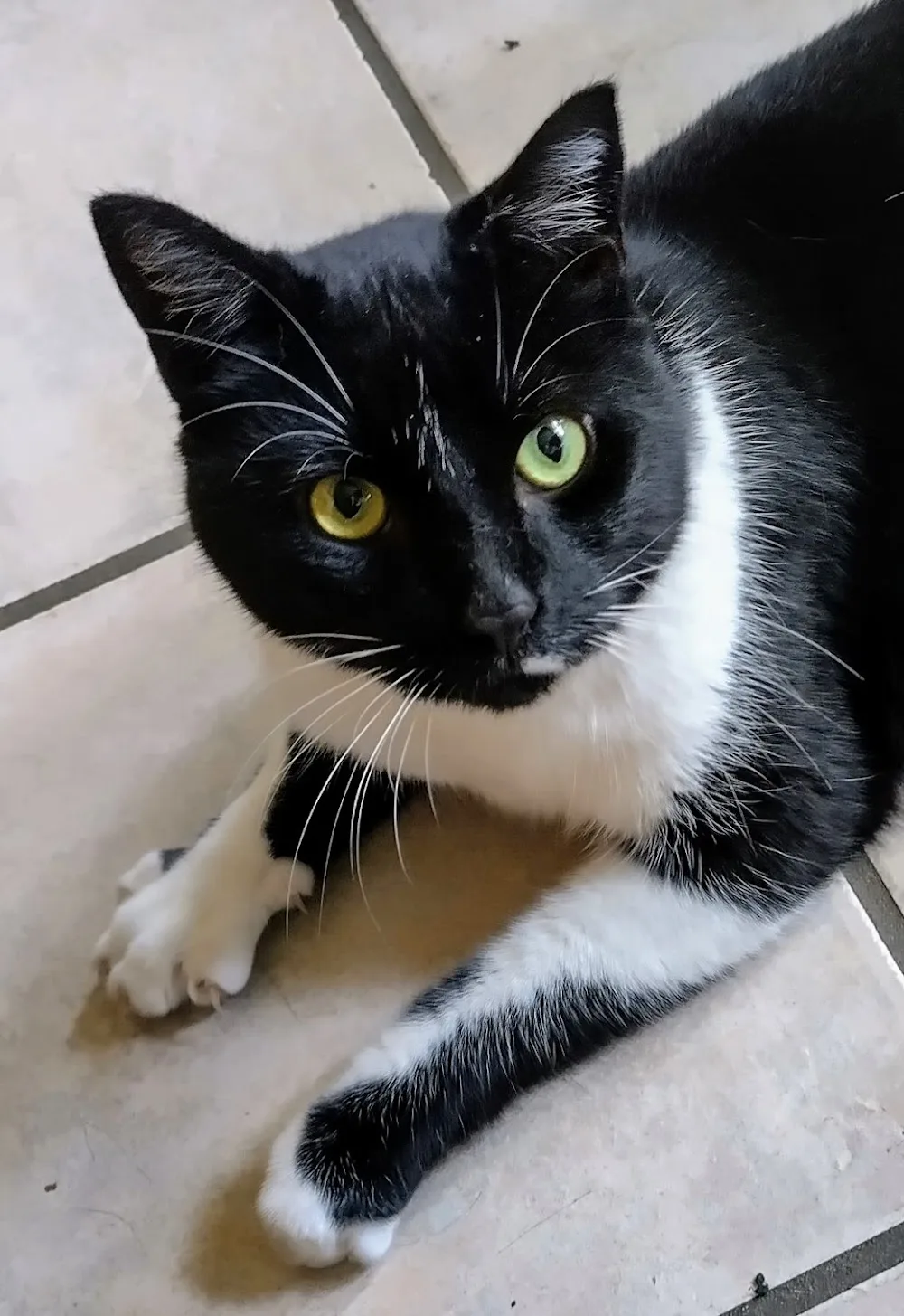 't Oirschots Kattenpension - Liempde pet otel görseli 3