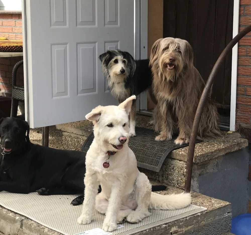 Deine Hundepension Best Friends - Lierschied pet otel