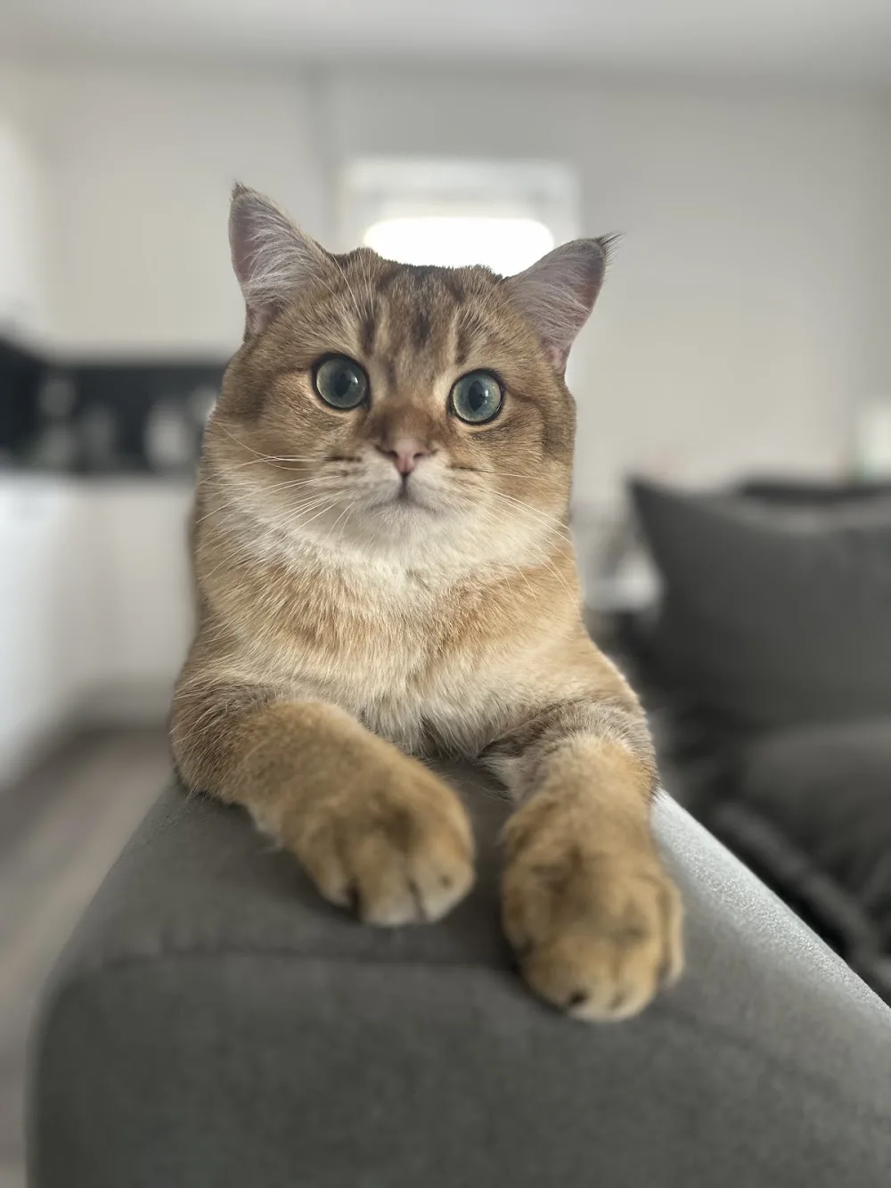 Haus-Tier-Sitter - Tierbetreuung Ingelheim - Ihr Tiersitter, Haussitter in Ingelheim und Umkreis - Lierschied pet otel görseli 3
