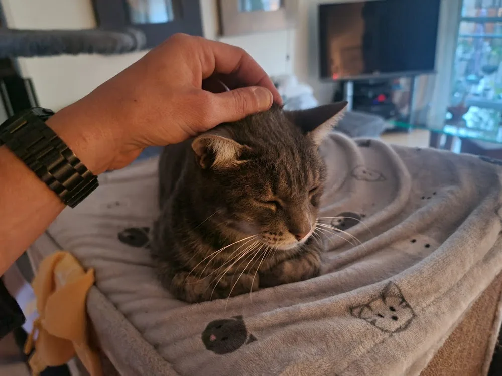 Haus-Tier-Sitter - Tierbetreuung Ingelheim - Ihr Tiersitter, Haussitter in Ingelheim und Umkreis - Lierschied pet otel görseli 6