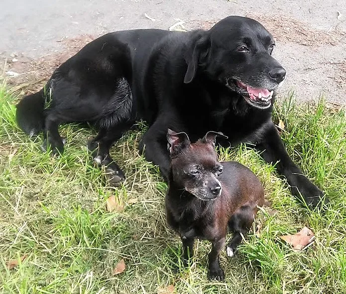 Hundepension Eccarius - Lierschied pet otel