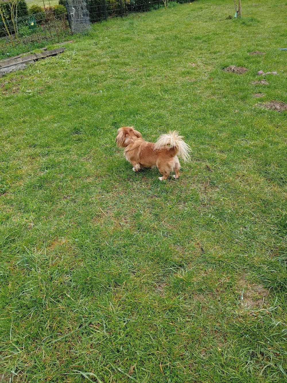 Hundepension Eccarius - Lierschied pet otel görseli 3