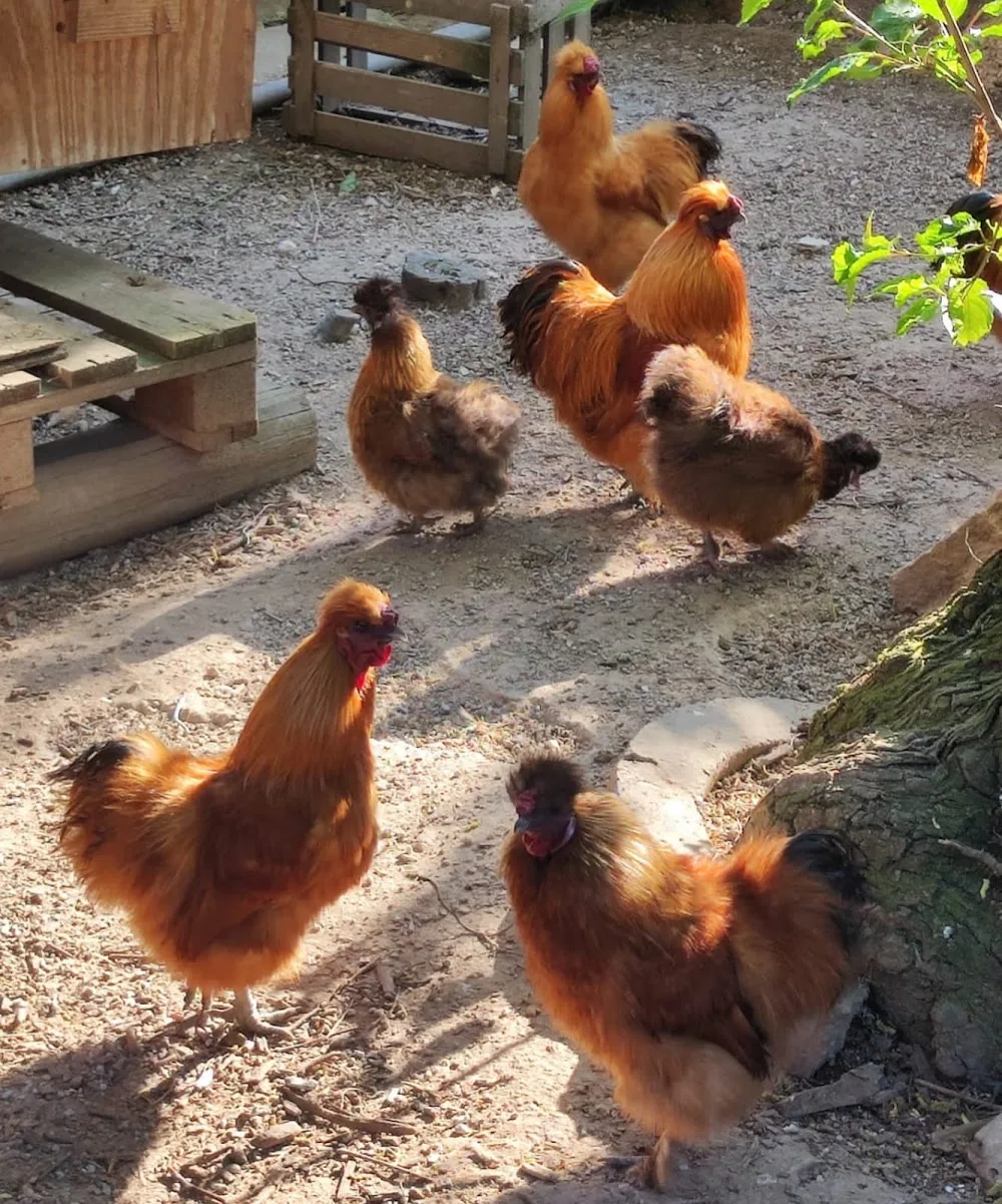 Mobile Tierbetreuung Lanty - Lierschied pet otel görseli 6