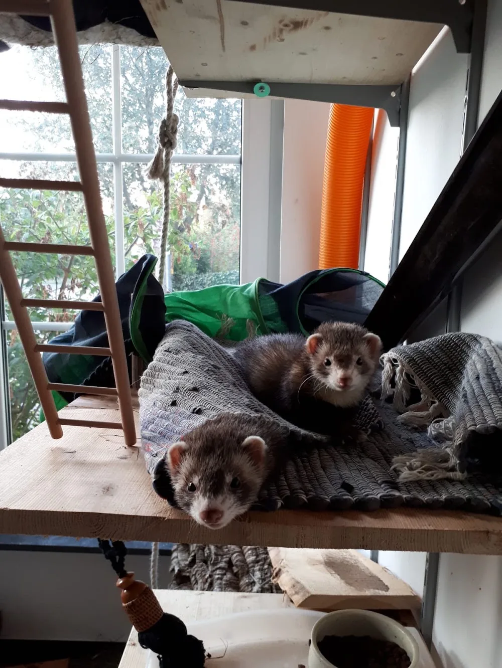 Mobile Tierbetreuung Lanty - Lierschied pet otel görseli 7