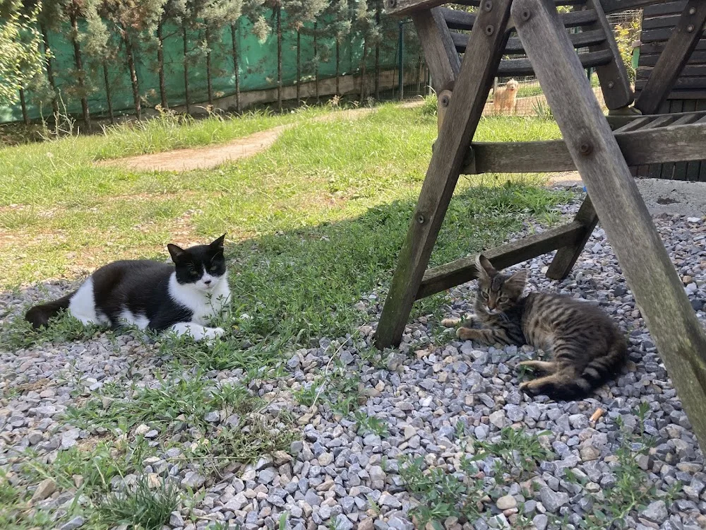 Life Pet Evi - Kocaeli pet otel görseli 2