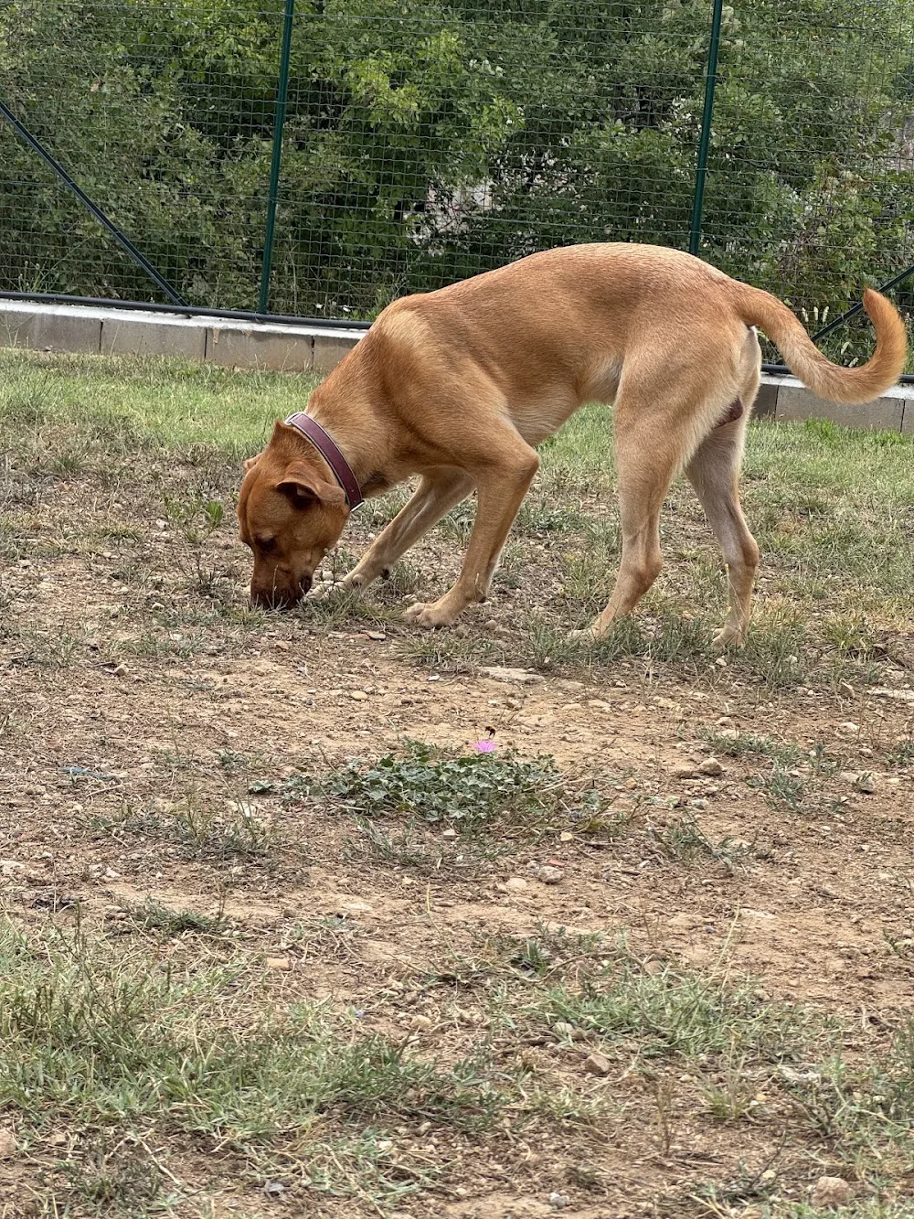 Da Kimi Fido - Liguria pet otel