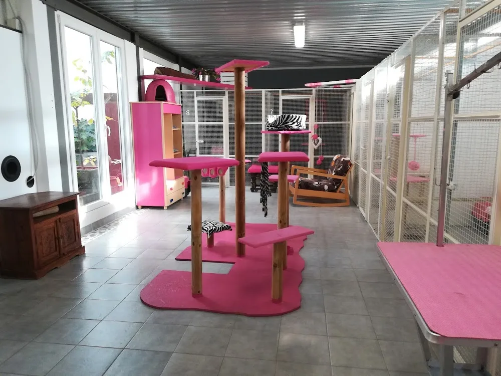 Gatto Gattone pensione per Gatti - Liguria pet otel