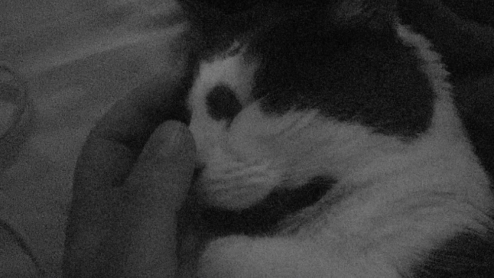 Julien - Garde de chats à Lille - Cat sitter & comportementaliste félin - (@cccjuliend) - Lille pet otel