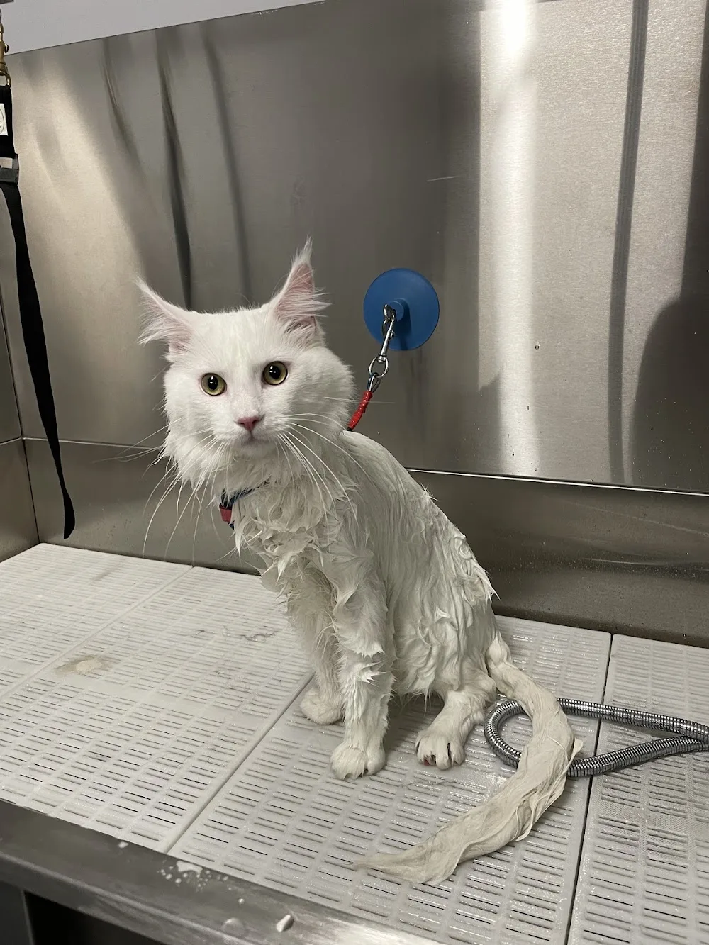 Blue Lines - cat hotel & grooming salon - Limburg pet otel
