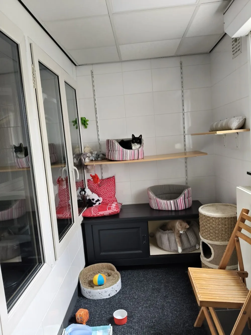 Cats en Zo kattenpension Maasbracht - Limburg pet otel