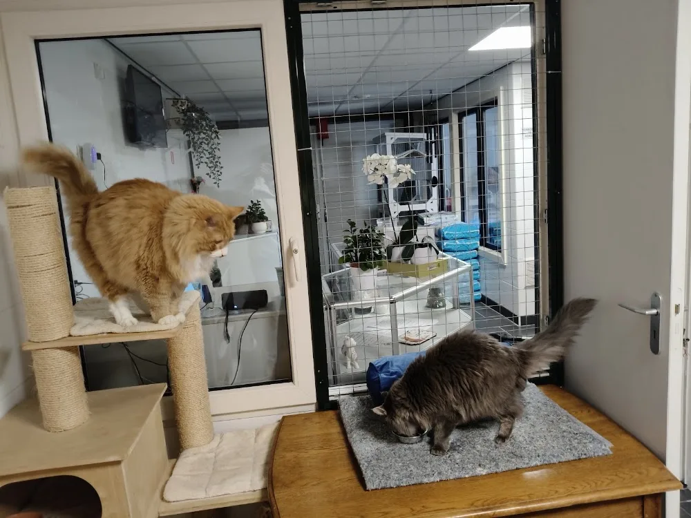 Cats en Zo kattenpension Maasbracht - Limburg pet otel görseli 3