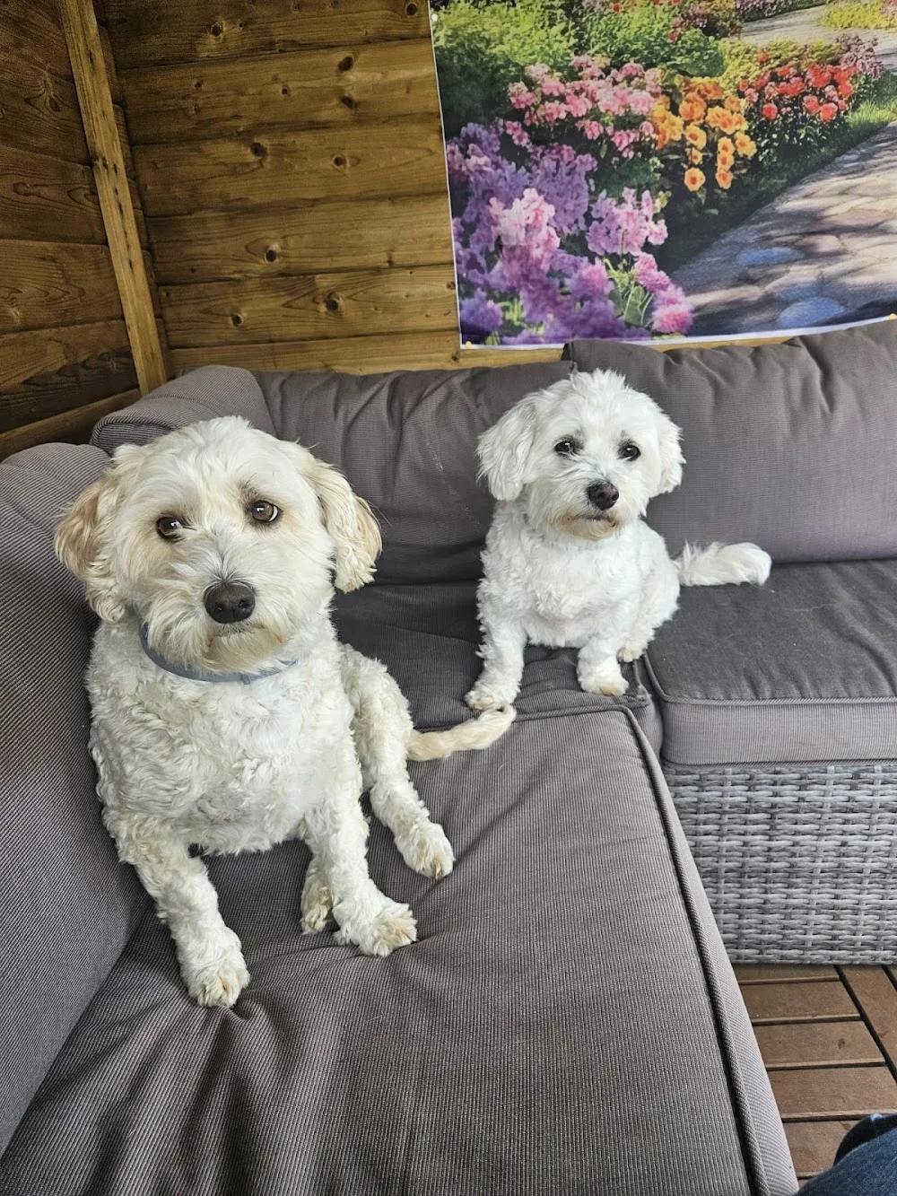 deZutendaalserakkers - Limburg pet otel