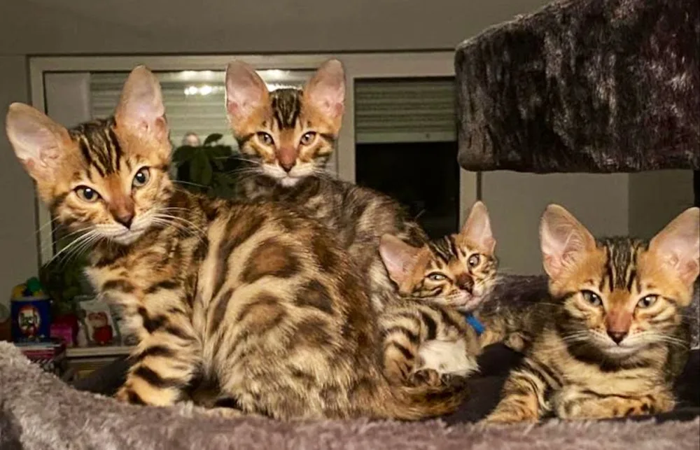 D’Jay’s Cosiness - Limburg pet otel