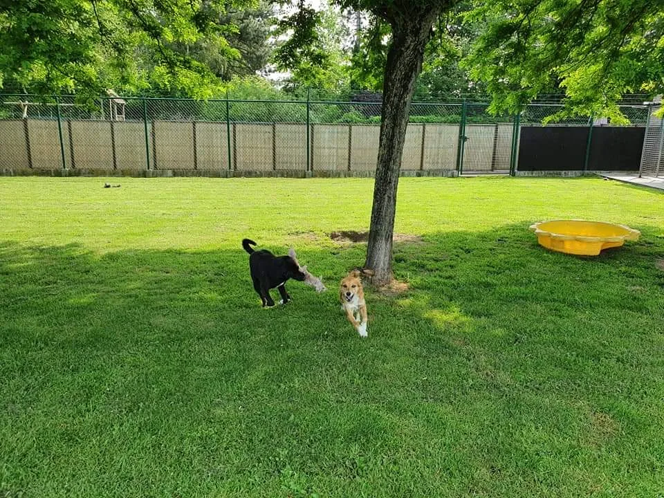 Hondenhotel De Wilgenhoeve - Limburg pet otel