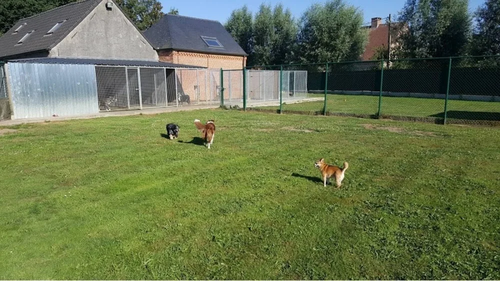 Hondenhotel De Wilgenhoeve - Limburg pet otel görseli 3