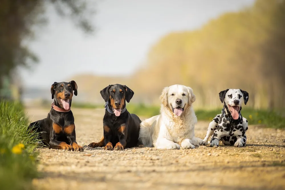 Hondenpension Anneleen Notermans - Limburg pet otel