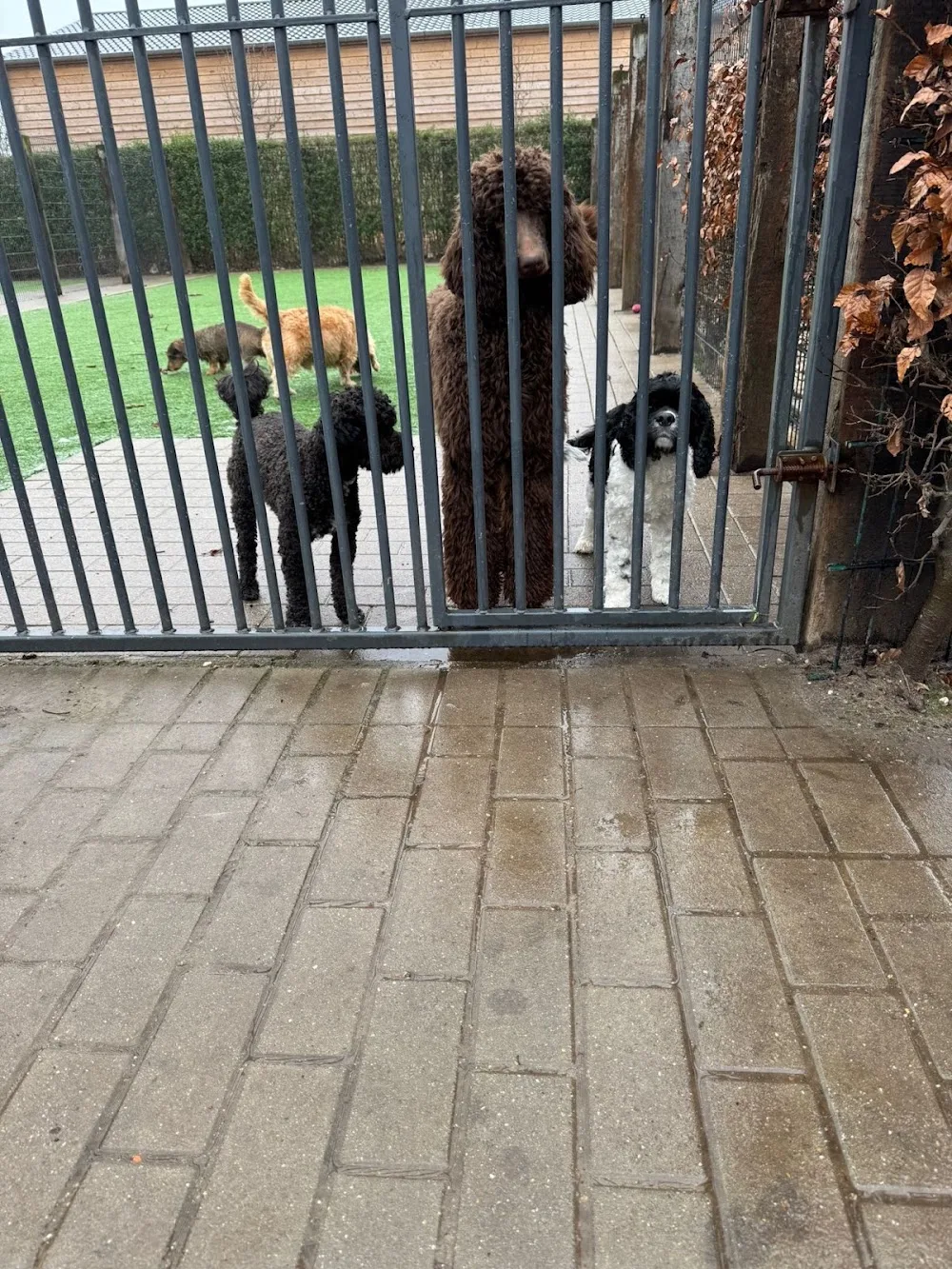 Hondenpension De Boelehoef - Limburg pet otel görseli 3
