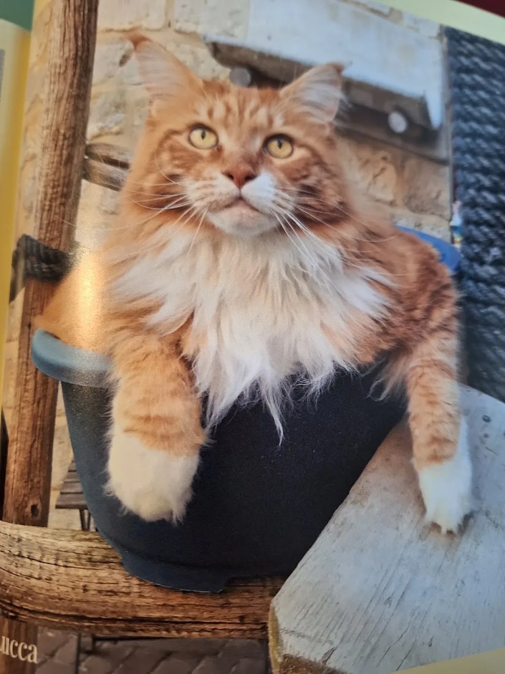 Kattenpension Heuvelland - Limburg pet otel görseli 2