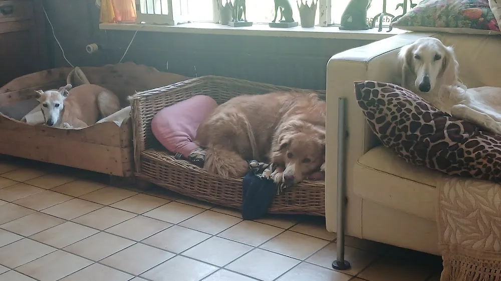 Royal Dog Resort - Limburg pet otel görseli 3