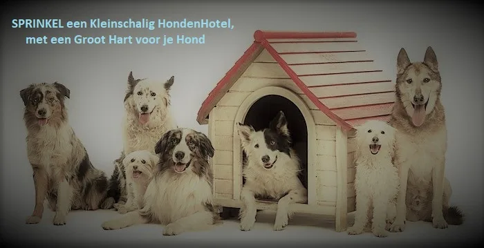 Sprinkel Hondenhotel - Limburg pet otel görseli 2