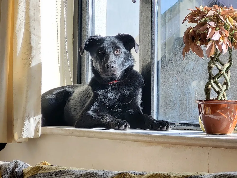 Abbey Boarding Kennels and Cattery Ring Anytime - Limerick pet otel