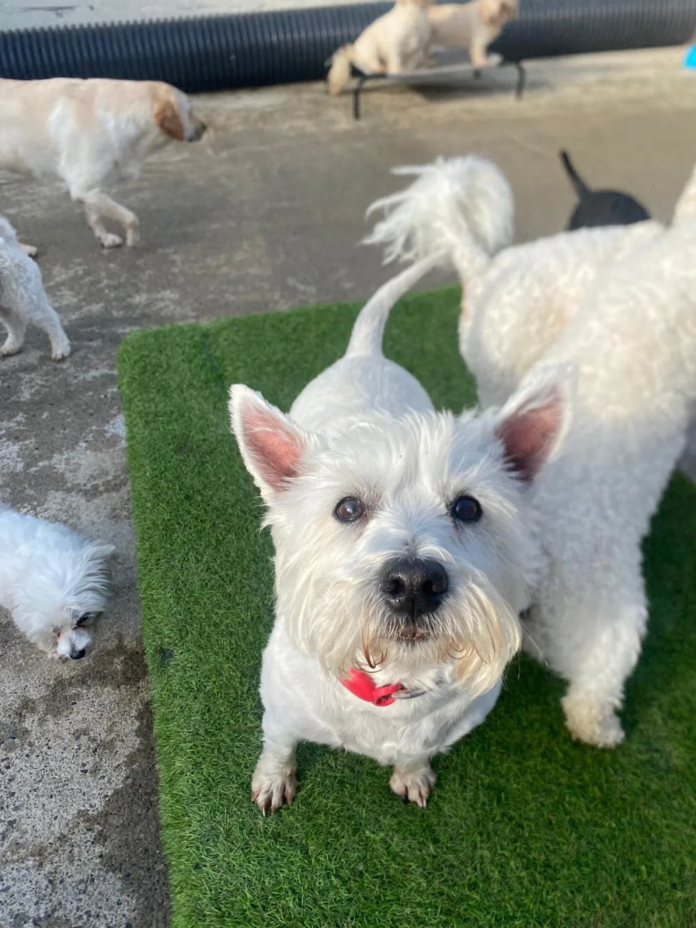 Around of a Paws - Limerick pet otel