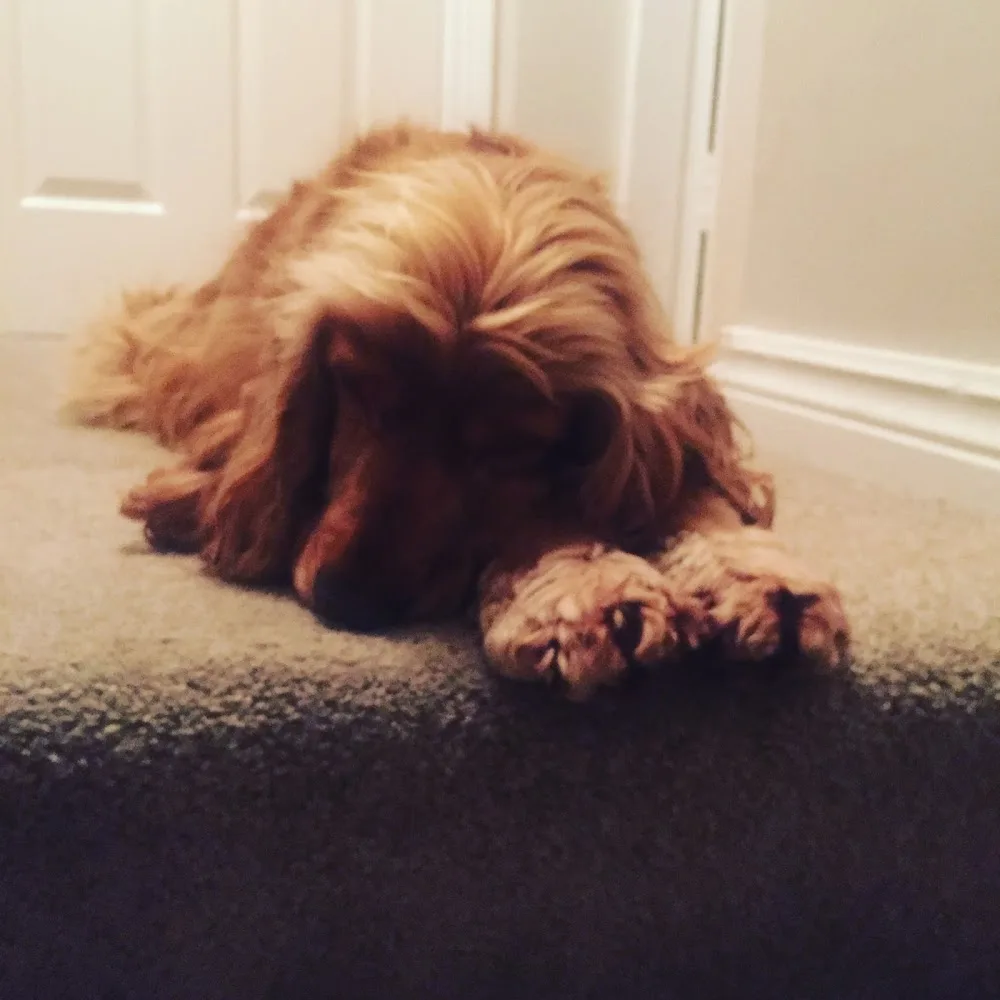 Ballyclough Dog Grooming and Kennels - Limerick pet otel